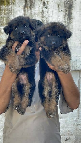 German Shepherd Puppies Important Bloodline 1