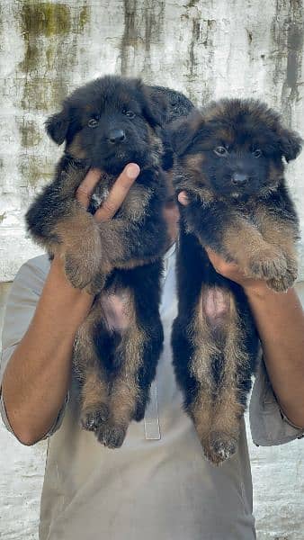 German Shepherd Puppies Important Bloodline 2