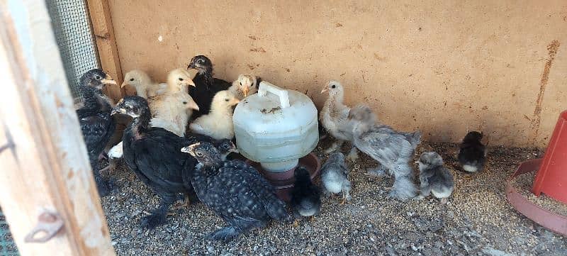 bentum chicks available 3