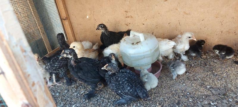 bentum chicks available 6