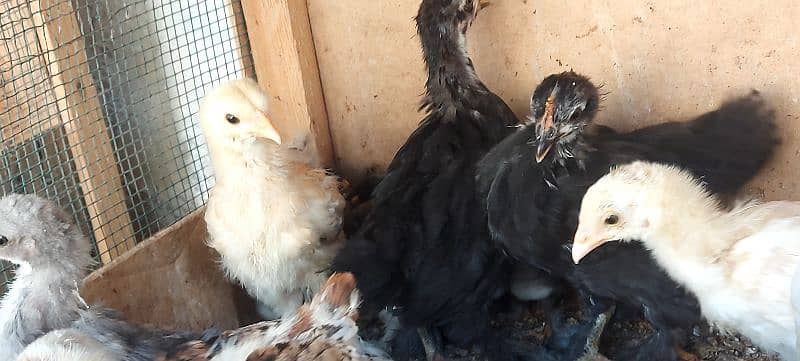 bentum chicks available 7