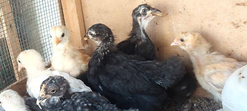 bentum chicks available 8