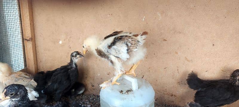 bentum chicks available 9