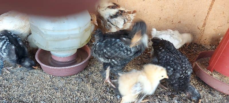 bentum chicks available 10