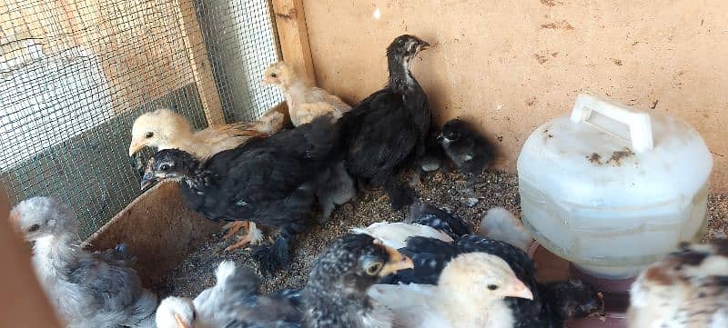 bentum chicks available 11