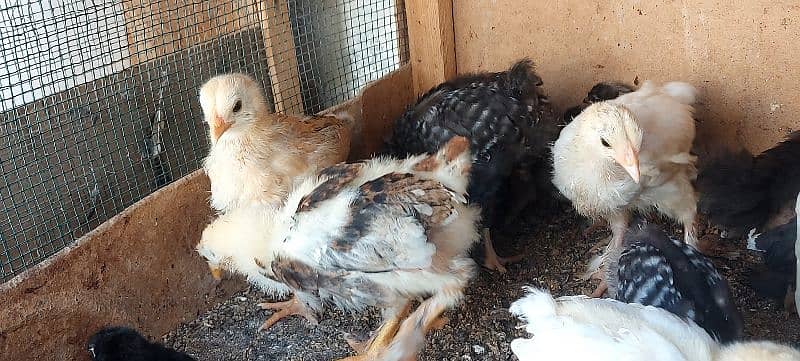 bentum chicks available 13