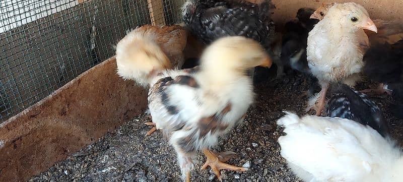 bentum chicks available 14