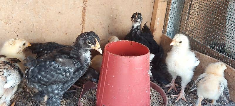 bentum chicks available 15