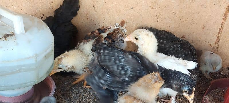 bentum chicks available 16