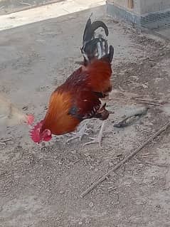 golden misri murgh, rooster 0