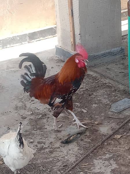 golden misri murgh, rooster 1