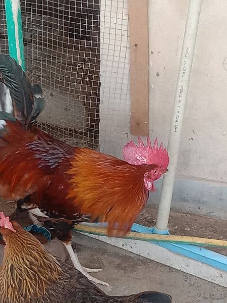 golden misri murgh, rooster 2