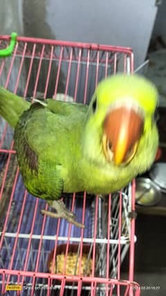 kashmiri raw parrot