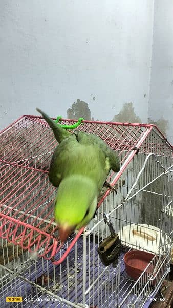 kashmiri raw parrot 3