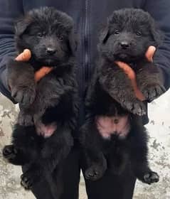 black German Shepherd pappay available full long Cort for sale 0