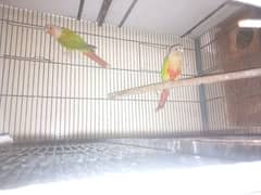 pineapple conure 2 breeder pairs with DNA