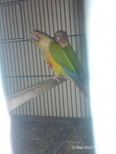 pineapple conure 2 breeder pairs with DNA 1