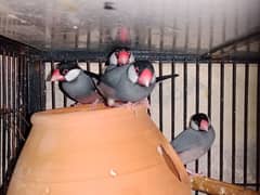 Birds 2Grey java breeder pairs