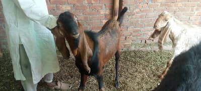 Beetal goats