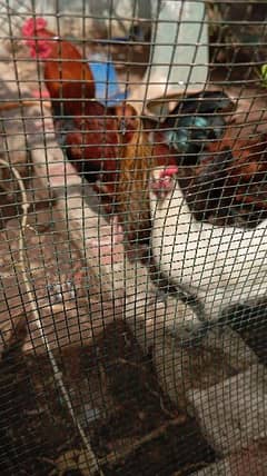 Misri egg laying hens
