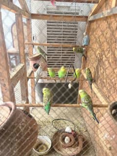 Australian parrot  for sale with box 03069896072