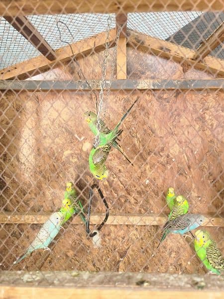 Australian parrot  for sale with box 03069896072 1