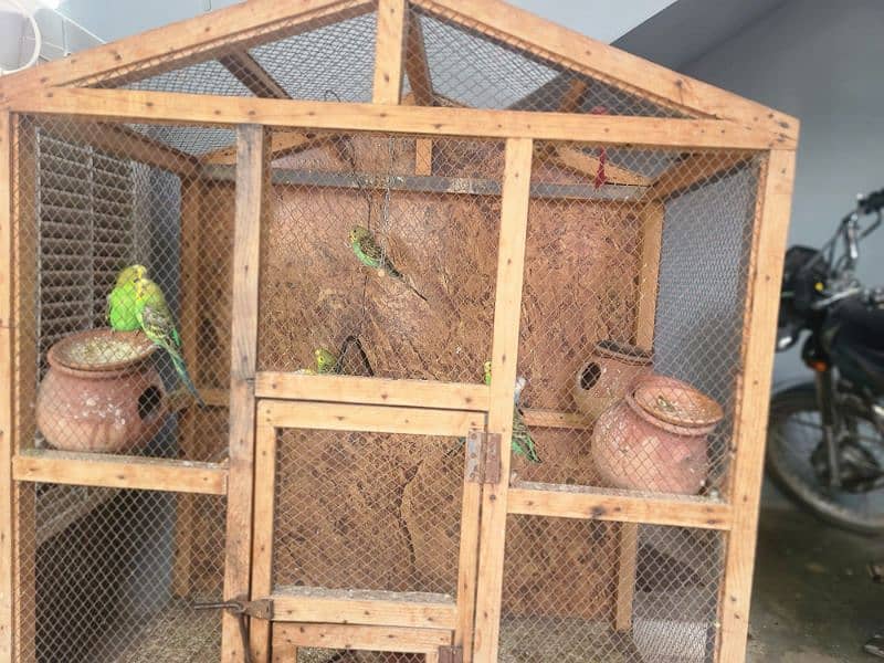 Australian parrot  for sale with box 03069896072 2