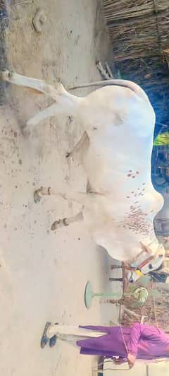 White Bull sawhe wale ready for qurban in June 2024 0