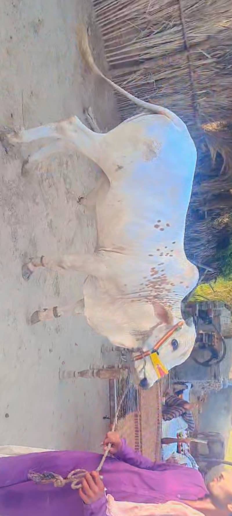White Bull sawhe wale ready for qurban in June 2024 1