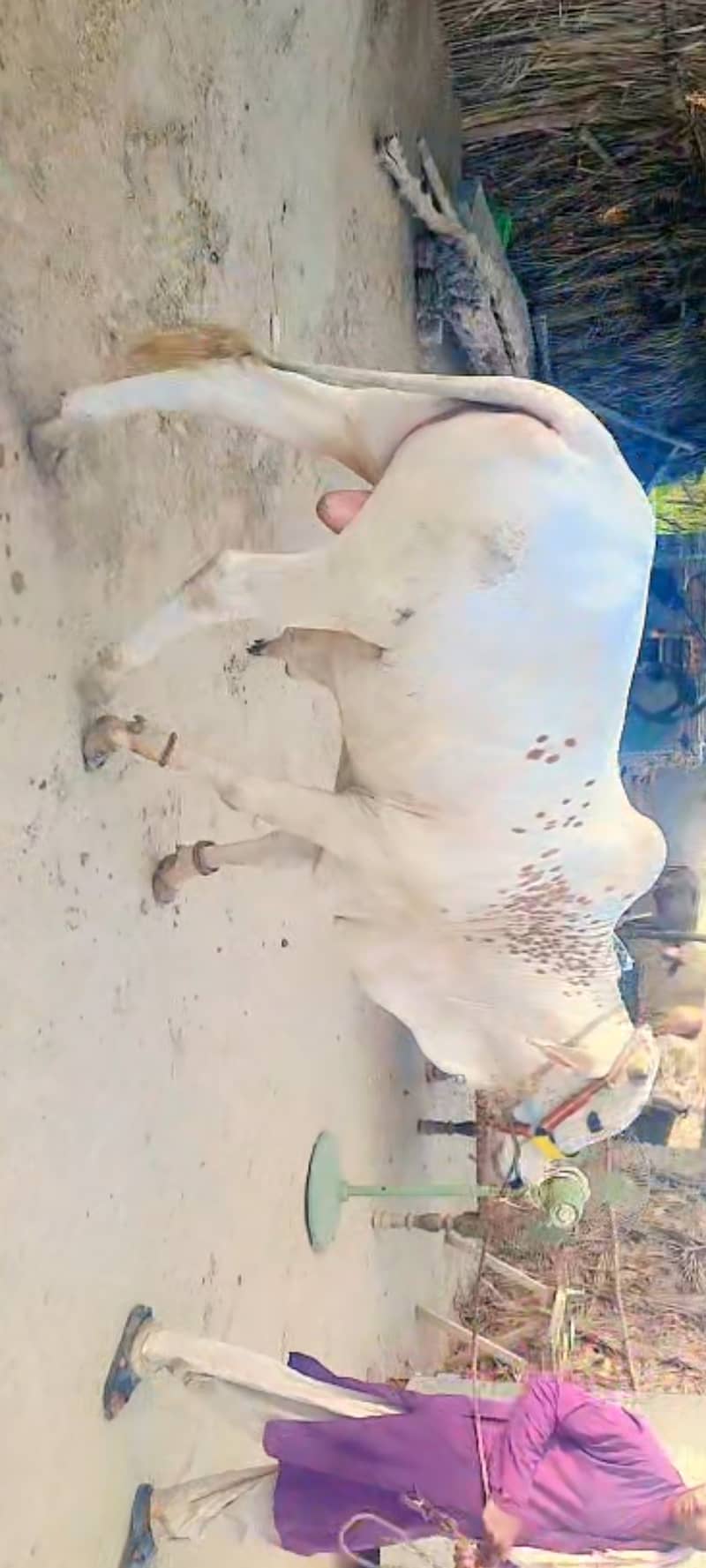 White Bull sawhe wale ready for qurban in June 2024 2