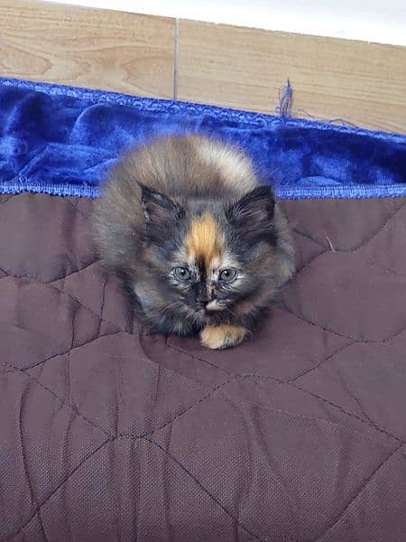 persian cat for sale 2