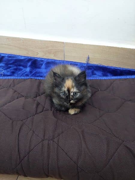 persian cat for sale 3