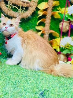 Any type of persian cats and kittens avail [03077109269] 0