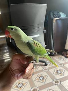 hand tame parrot