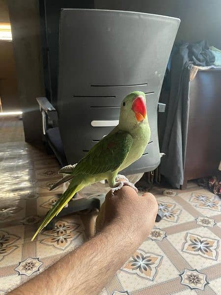 hand tame parrot 1
