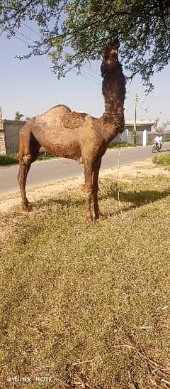 Qurbani camels