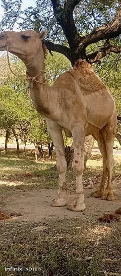 Qurbani camels