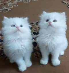 urgent sale kittens in cheapest price
