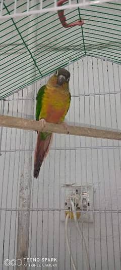 Yellow sided Read Feature Female For sale With DNA