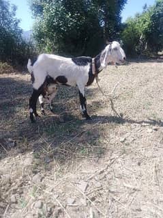 Female Mother Goat And 2 Female Child. . . 1time 1 litter milk. .