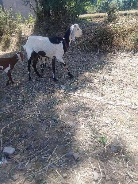 Female Mother Goat And 2 Female Child. . . 1time 1 litter milk. . 1