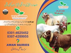 SALE OF BEAUTIFUL N HEALTHY DONDY WACHY FOR QURBANI 2024 0