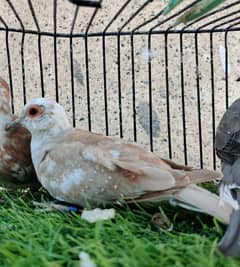 Red Pied 6 Month age Female