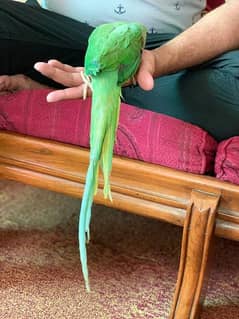 Alexanderine parrot female