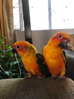 Mature Sun Canore pair for sale
