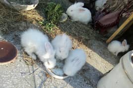 White Angora Rabbits Bunny 03334634173 0