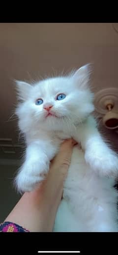 Percian kitten Blue Eyes tripple coat