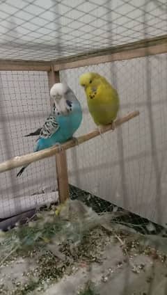 Pair of Exhibition king size parrots are for urgent sale.