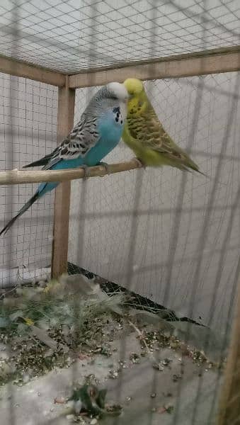 Pair of Exhibition king size parrots are for urgent sale. 1