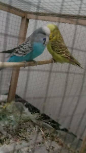 Pair of Exhibition king size parrots are for urgent sale. 2